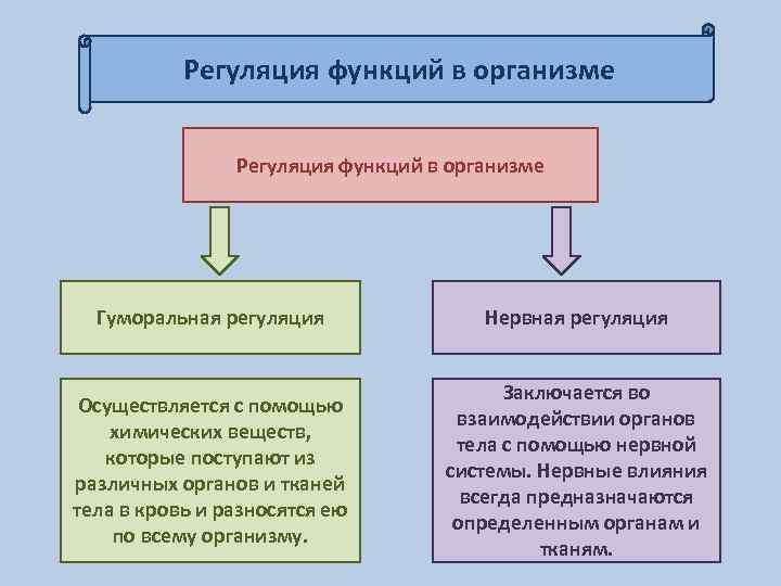 Системы регуляции функций