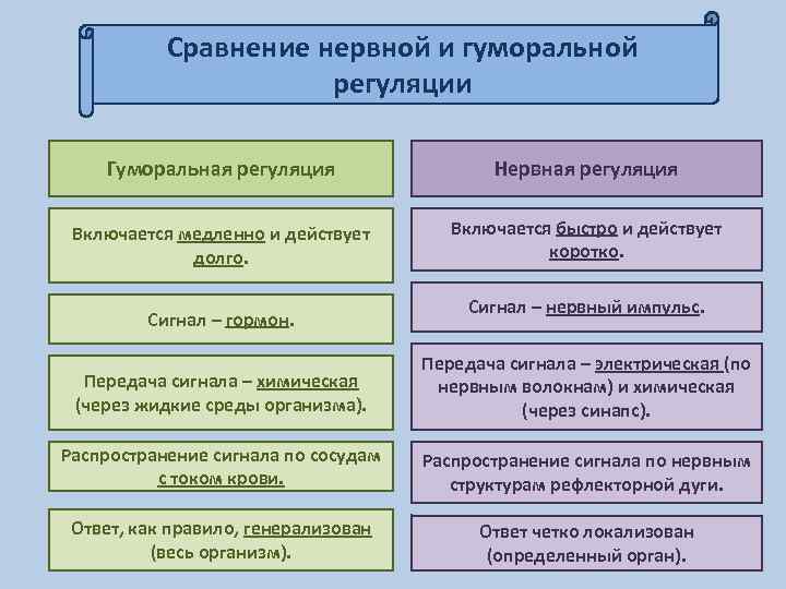 Сравнение нервной и гуморальной регуляции Гуморальная регуляция Нервная регуляция Включается медленно и действует долго.