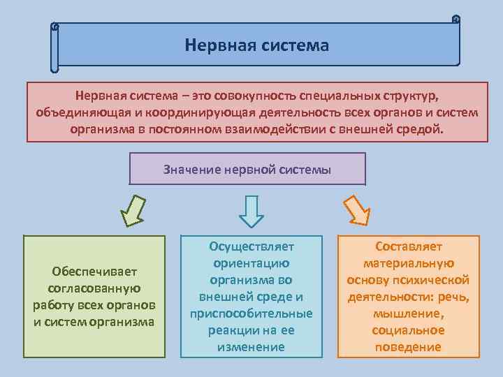 Нервная система – это совокупность специальных структур, объединяющая и координирующая деятельность всех органов и