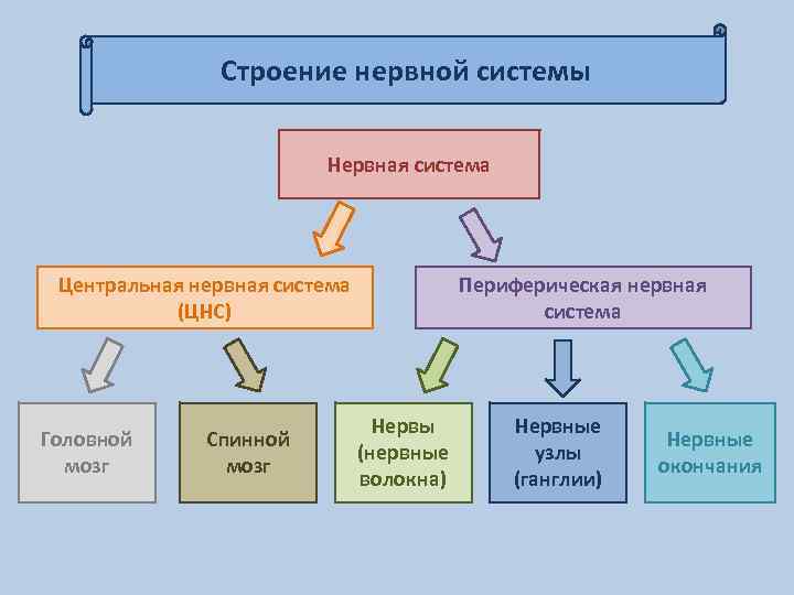 Строение нервной системы Нервная система Центральная нервная система (ЦНС) Головной мозг Спинной мозг Периферическая