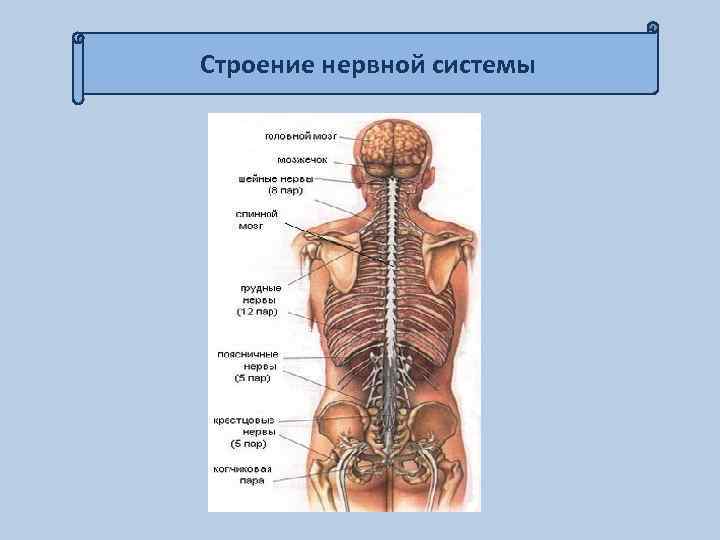 Строение нервной системы 