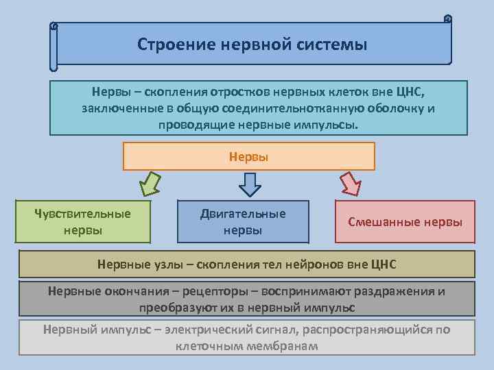 Строение нервной системы Нервы – скопления отростков нервных клеток вне ЦНС, заключенные в общую