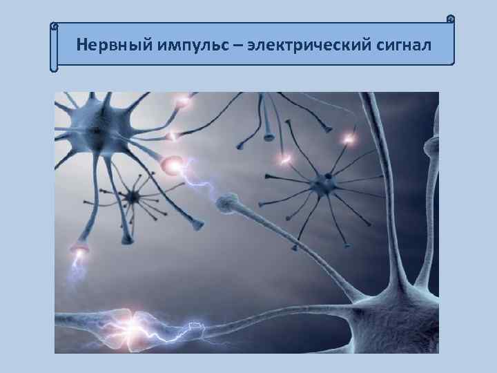 Нервный импульс – электрический сигнал 