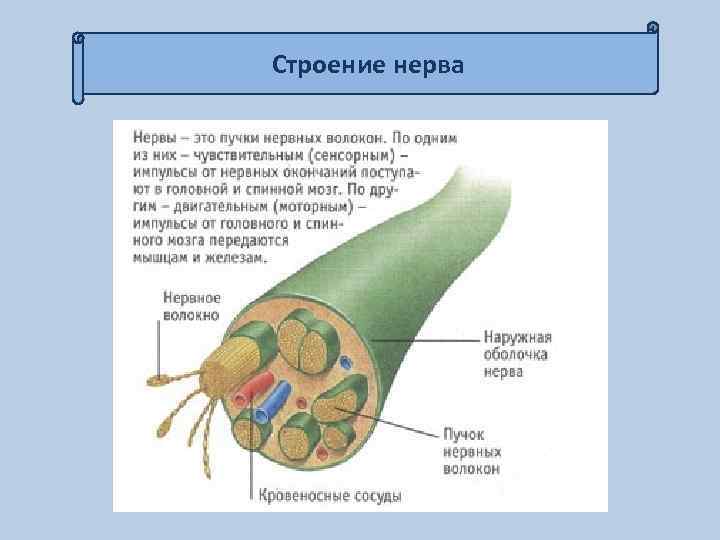 Строение нерва 