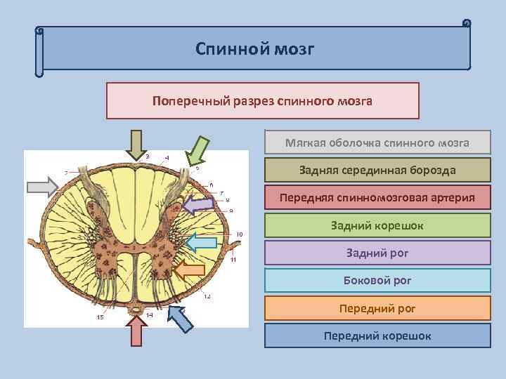 Спинной мозг Поперечный разрез спинного мозга Мягкая оболочка спинного мозга Задняя серединная борозда Передняя