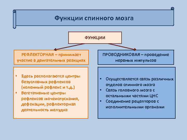 Функции спинного мозга ФУНКЦИИ РЕФЛЕКТОРНАЯ – принимает участие в двигательных реакциях • Здесь располагаются