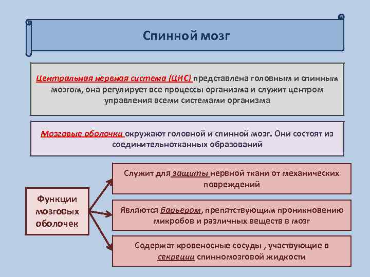 Спинной мозг Центральная нервная система (ЦНС) представлена головным и спинным мозгом, она регулирует все