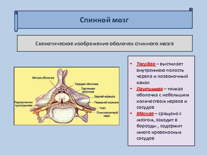 Спинной мозг Схематическое изображение оболочек спинного мозга • Твердая – выстилает внутреннюю полость черепа