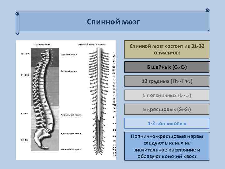 Спинной мозг состоит из 31 -32 сегментов: 8 шейных (С 1 -С 8) 12