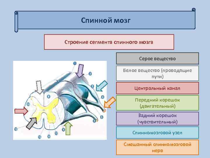 Строение спинного мозга презентация 8 класс