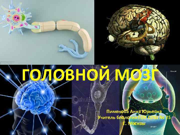 ГОЛОВНОЙ МОЗГ Пименова Анна Юрьевна Учитель биологии ГОУ СОШ № 25 Г. Москвы 