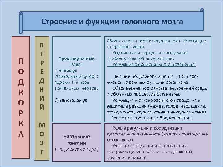 Строение и функции головного мозга П О Д К О Р К А П