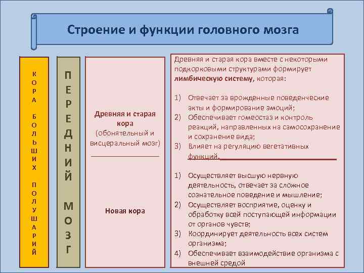 Строение и функции головного мозга К О Р А Б О Л Ь Ш