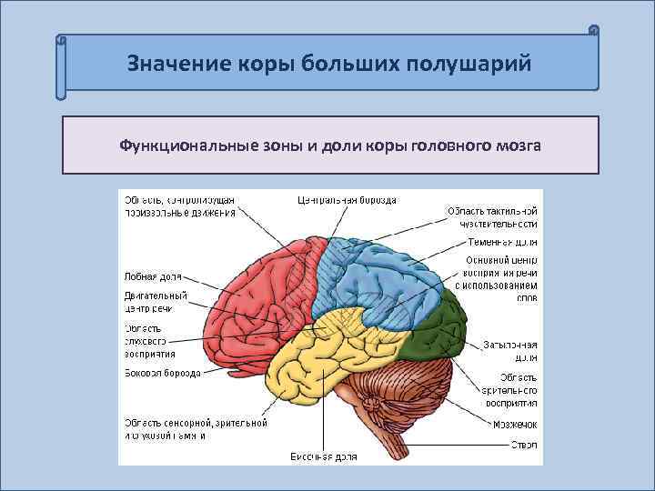 Значение коры больших полушарий Функциональные зоны и доли коры головного мозга 