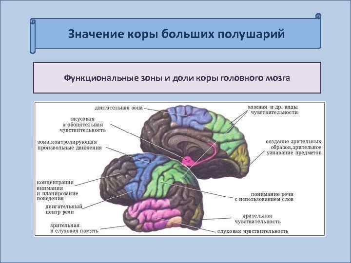 Значение коры больших полушарий Функциональные зоны и доли коры головного мозга 