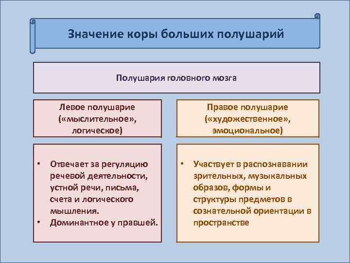 Значение коры больших полушарий Полушария головного мозга Левое полушарие ( «мыслительное» , логическое) Правое