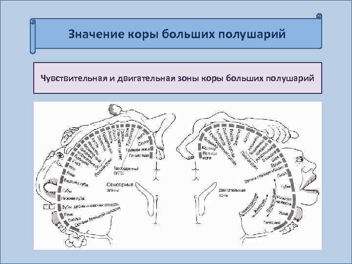 Значение коры больших полушарий Чувствительная и двигательная зоны коры больших полушарий 