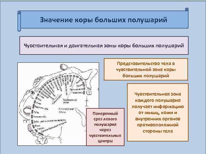 Значение коры больших полушарий Чувствительная и двигательная зоны коры больших полушарий Представительство тела в