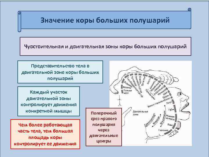 Значение коры больших полушарий Чувствительная и двигательная зоны коры больших полушарий Представительство тела в