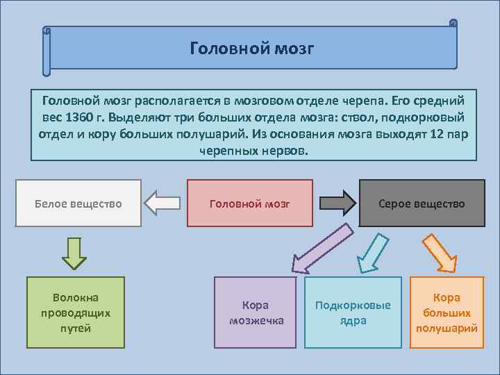 Головной мозг располагается в мозговом отделе черепа. Его средний вес 1360 г. Выделяют три