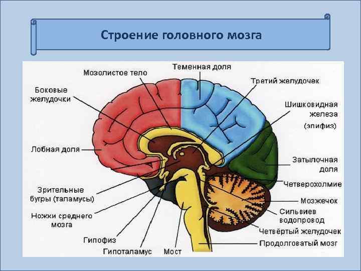 Строение головного мозга 