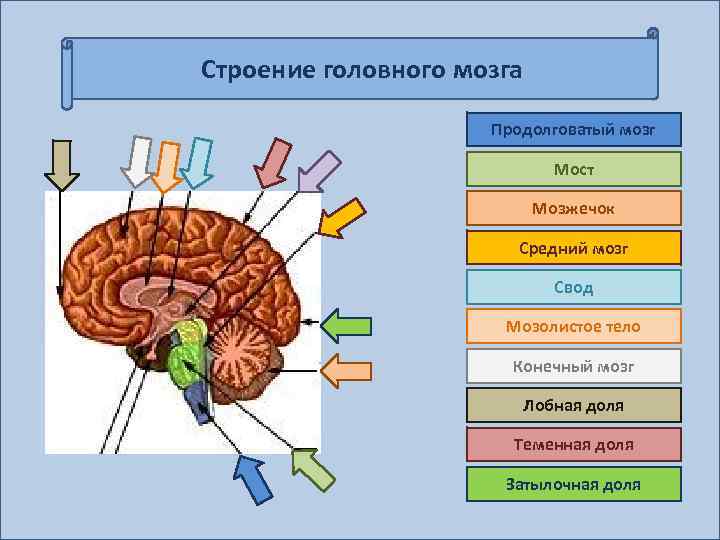 Строение головного мозга Продолговатый мозг Мост Мозжечок Средний мозг Свод Мозолистое тело Конечный мозг