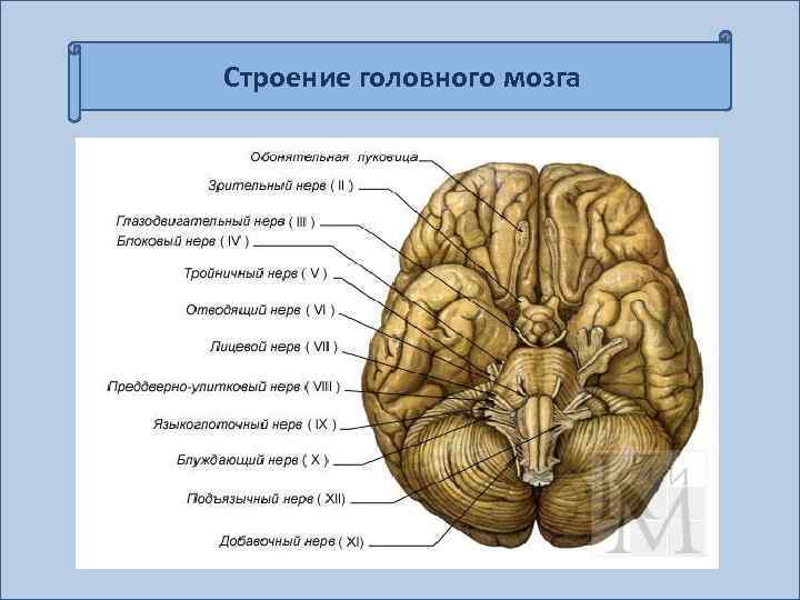 Строение головного мозга 