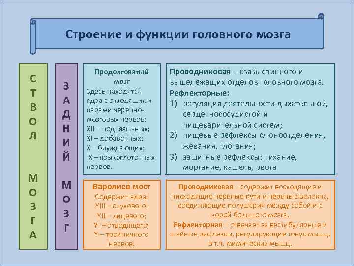 Строение и функции головного мозга С Т В О Л М О З Г