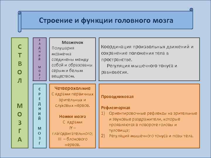 Строение и функции головного мозга С Т В О Л М О З Г