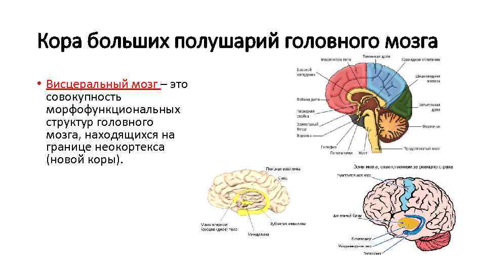 Кора головного мозга фото