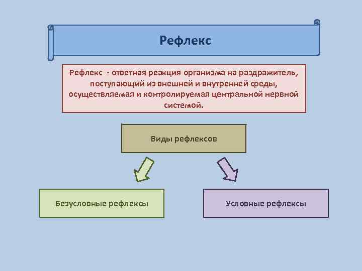 Рефлекс - ответная реакция организма на раздражитель, поступающий из внешней и внутренней среды, осуществляемая