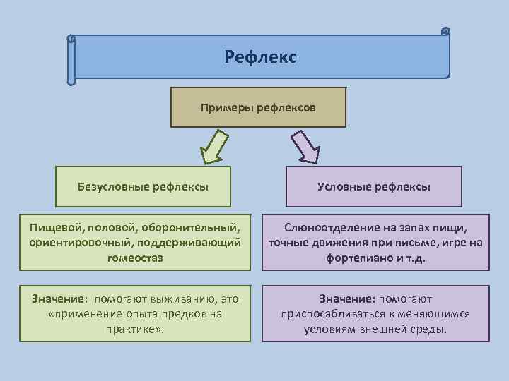 Рефлекс Примеры рефлексов Безусловные рефлексы Условные рефлексы Пищевой, половой, оборонительный, ориентировочный, поддерживающий гомеостаз Слюноотделение