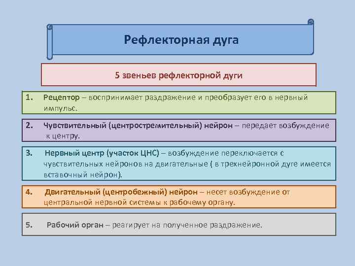 Рефлекторная дуга 5 звеньев рефлекторной дуги 1. Рецептор – воспринимает раздражение и преобразует его