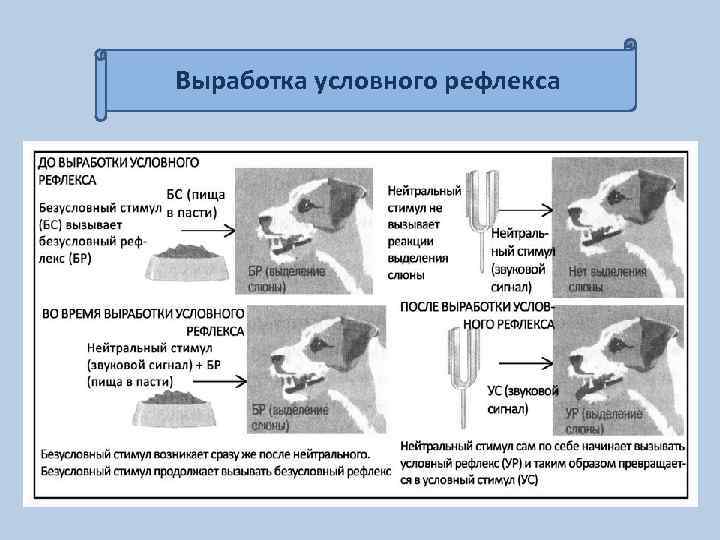 Выработка условного рефлекса 