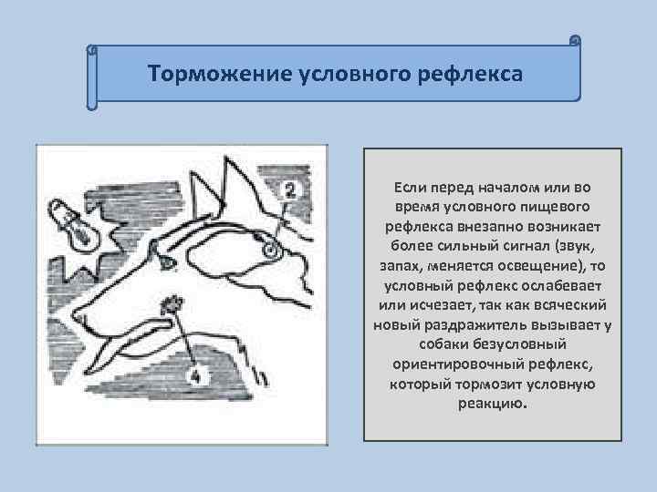 Торможение условного рефлекса Если перед началом или во время условного пищевого рефлекса внезапно возникает