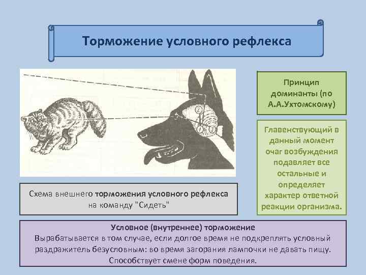 Структурно функциональная схема условного рефлекса