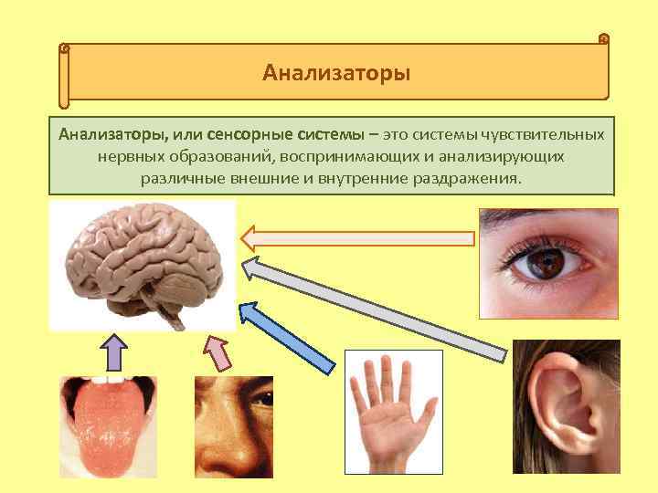 Анализаторы, или сенсорные системы – это системы чувствительных нервных образований, воспринимающих и анализирующих различные