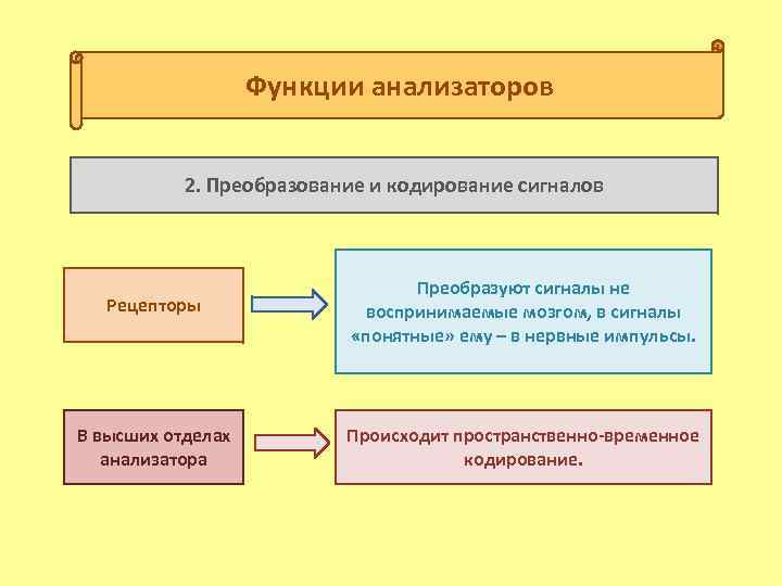 Функции анализаторов 2. Преобразование и кодирование сигналов Рецепторы Преобразуют сигналы не воспринимаемые мозгом, в