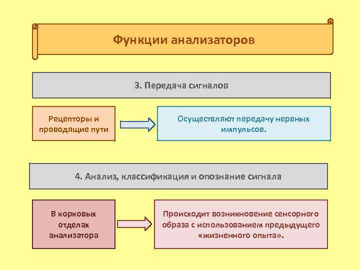 Функции анализаторов 3. Передача сигналов Рецепторы и проводящие пути Осуществляют передачу нервных импульсов. с