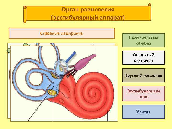 Орган равновесия (вестибулярный аппарат) Строение лабиринта Полукружные каналы Овальный мешочек Круглый мешочек Вестибулярный нерв