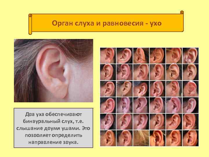 Орган слуха и равновесия ухо Два уха обеспечивают бинауральный слух, т. е. слышание двумя