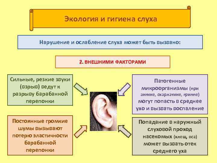Экология и гигиена слуха Нарушение и ослабление слуха может быть вызвано: 2. ВНЕШНИМИ ФАКТОРАМИ