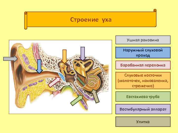 Строение уха Ушная раковина Наружный слуховой проход (( Барабанная перепонка Слуховые косточки (молоточек, наковаленка,
