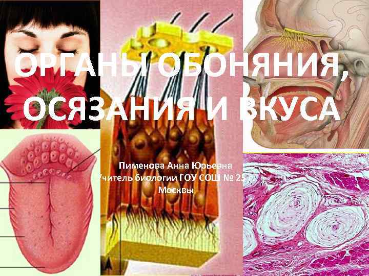 ОРГАНЫ ОБОНЯНИЯ, ОСЯЗАНИЯ И ВКУСА Пименова Анна Юрьевна Учитель биологии ГОУ СОШ № 25