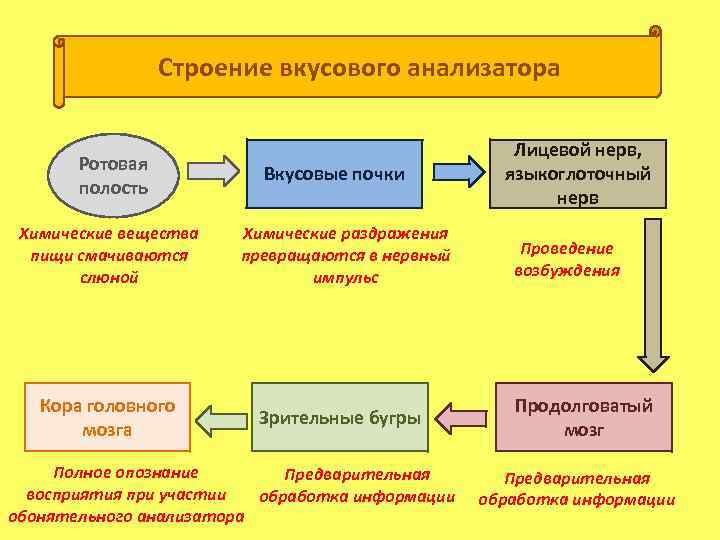 Строение вкусового анализатора Ротовая полость Химические вещества пищи смачиваются слюной Кора головного мозга Вкусовые