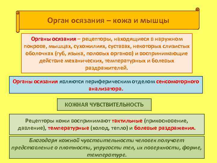 Орган осязания – кожа и мышцы Органы осязания – рецепторы, находящиеся в наружном покрове,