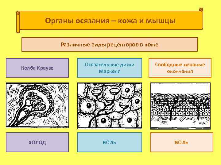 Органы осязания – кожа и мышцы Различные виды рецепторов в коже Колба Краузе Осязательные