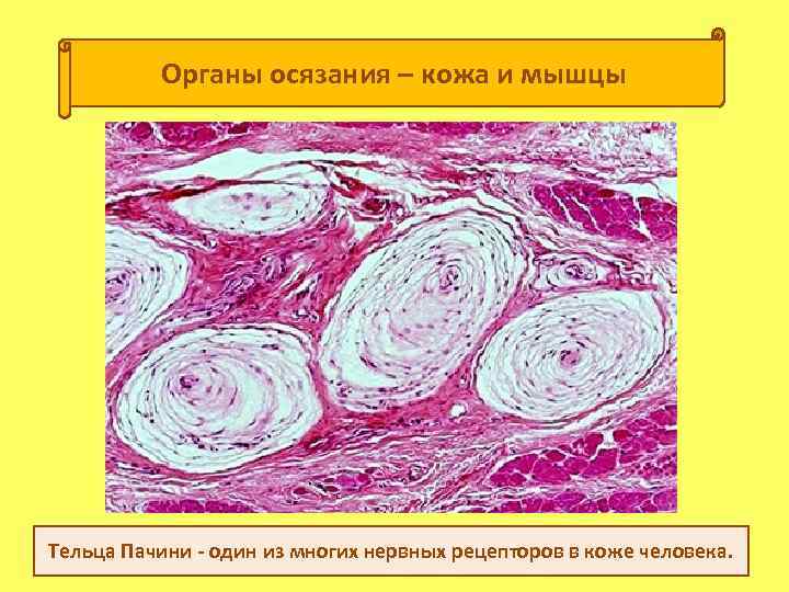 Органы осязания – кожа и мышцы Тельца Пачини - один из многих нервных рецепторов