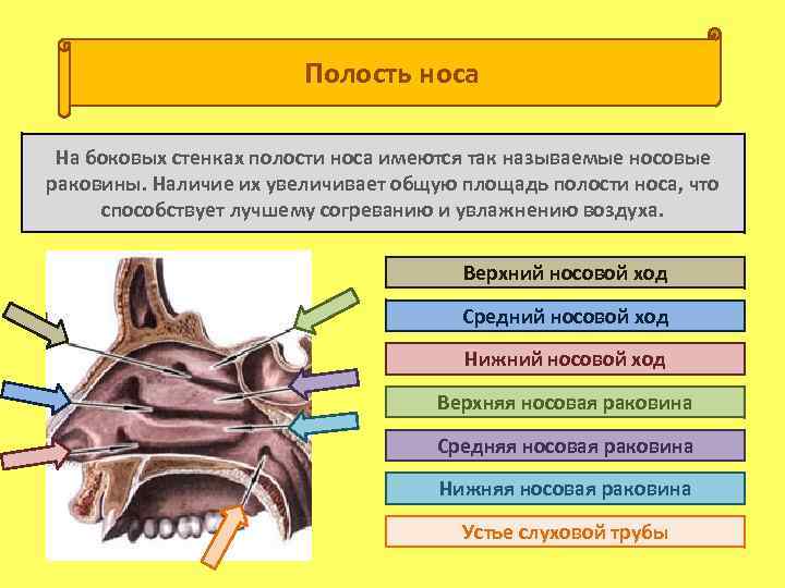 Полость носа На боковых стенках полости носа имеются так называемые носовые раковины. Наличие их