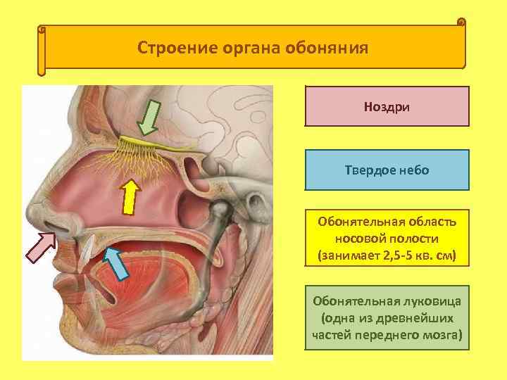 Схема строения обонятельной сенсорной системы